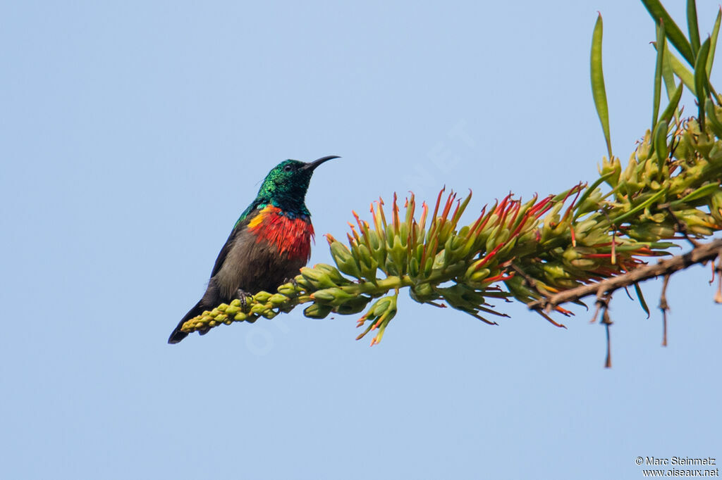 Olive-bellied Sunbird