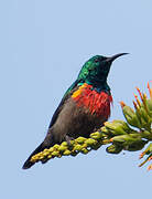 Olive-bellied Sunbird