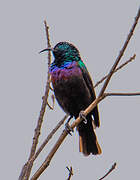 Purple-banded Sunbird