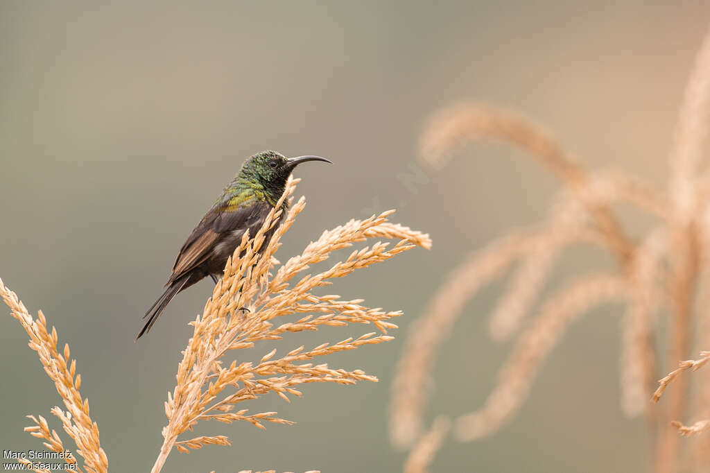 Bronzy Sunbird male adult, moulting