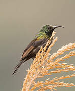 Bronzy Sunbird