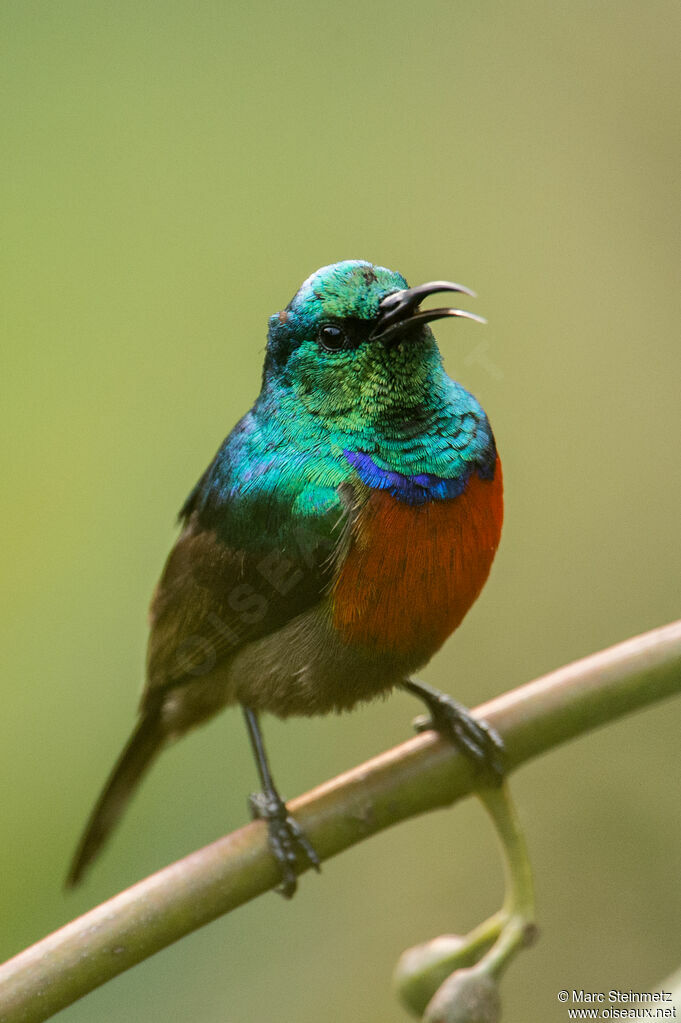 Northern Double-collared Sunbird male, identification