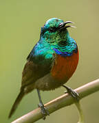 Northern Double-collared Sunbird