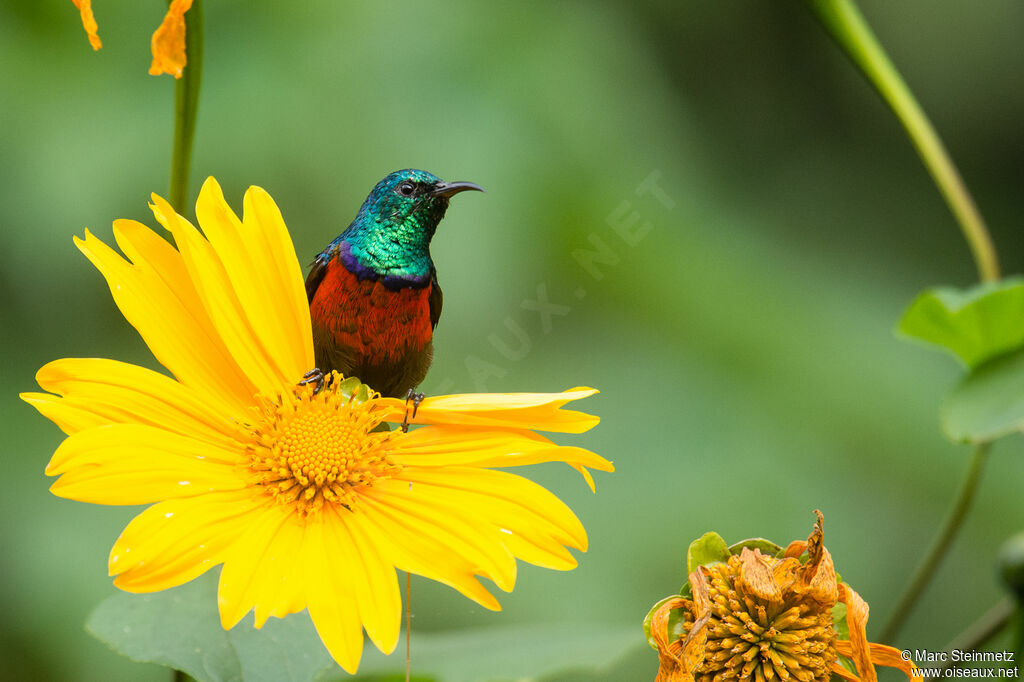 Northern Double-collared Sunbird male