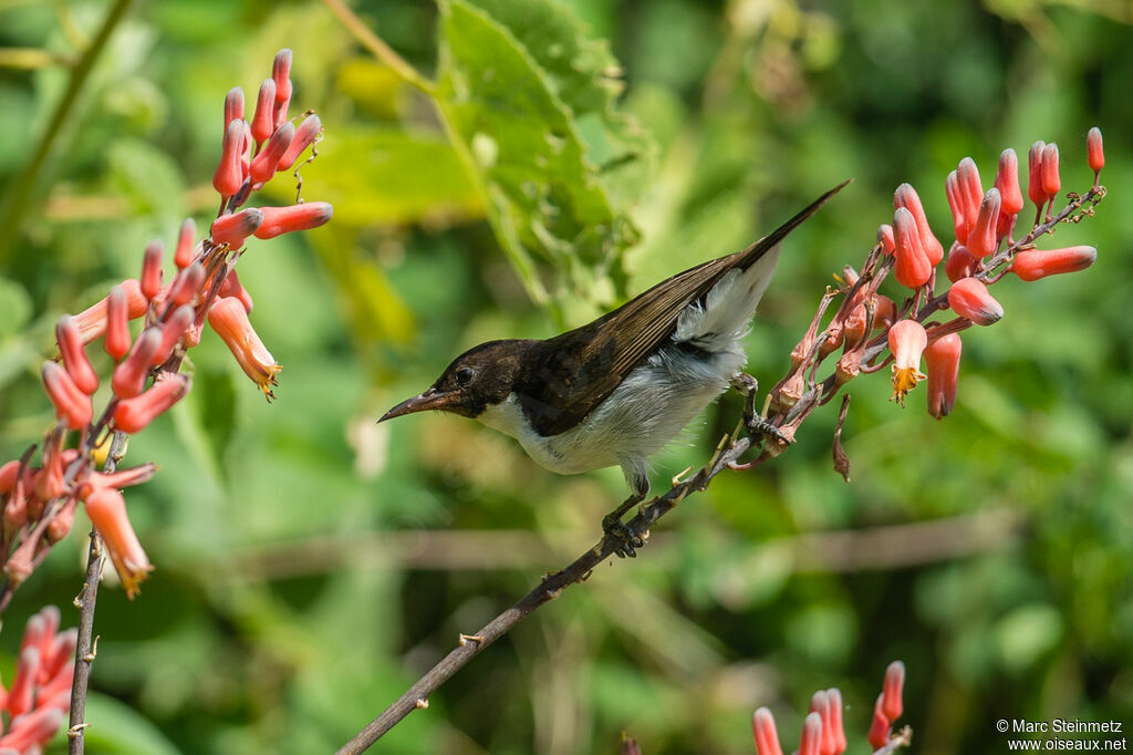 Eastern Violet-backed Sunbird