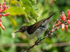 Eastern Violet-backed Sunbird