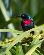 Splendid Sunbird