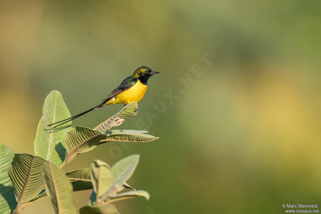 Pygmy Sunbird male