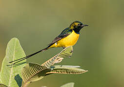 Pygmy Sunbird