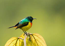 Regal Sunbird