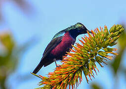 Superb Sunbird