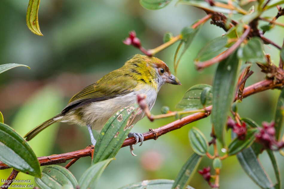 Sourciroux à bec noiradulte, identification