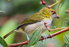 Black-billed Peppershrike