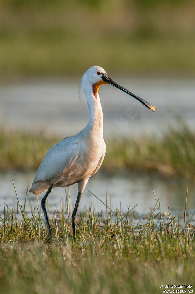 Eurasian Spoonbill