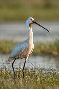 Eurasian Spoonbill