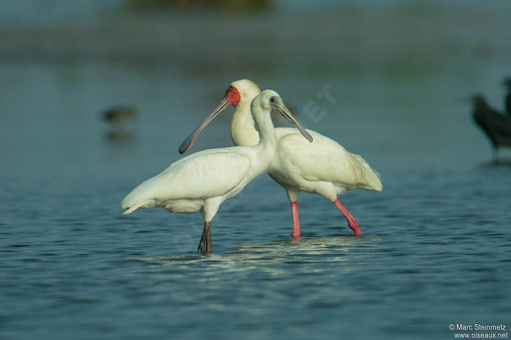 African Spoonbill