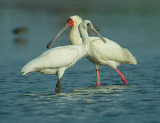 African Spoonbill