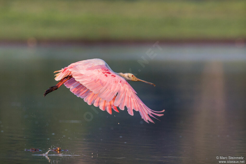 Roseate Spoonbill