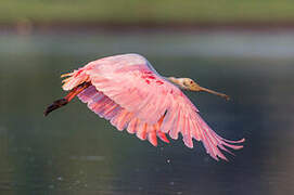 Roseate Spoonbill