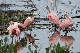 Roseate Spoonbill