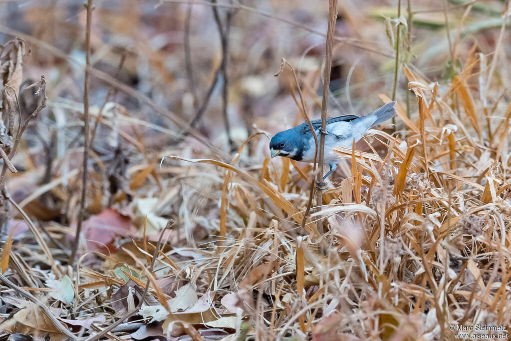 Double-collared Seedeater