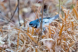 Double-collared Seedeater