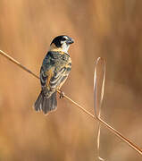 Rusty-collared Seedeater