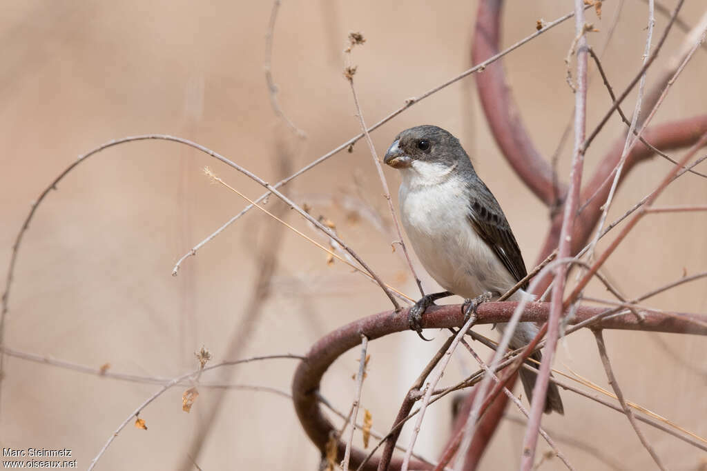 White-bellied Seedeater male adult, identification