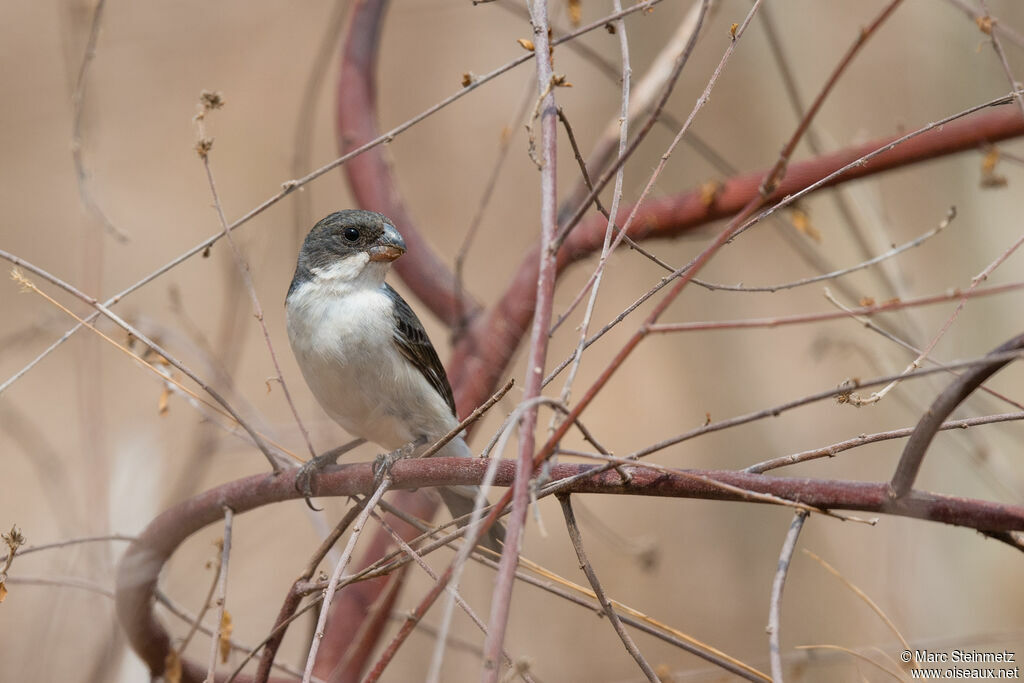 White-bellied Seedeater