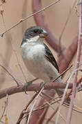 White-bellied Seedeater