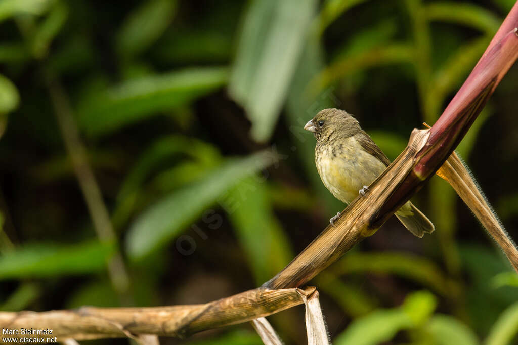 Sporophile à ventre jaune mâle immature, identification