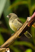 Yellow-bellied Seedeater