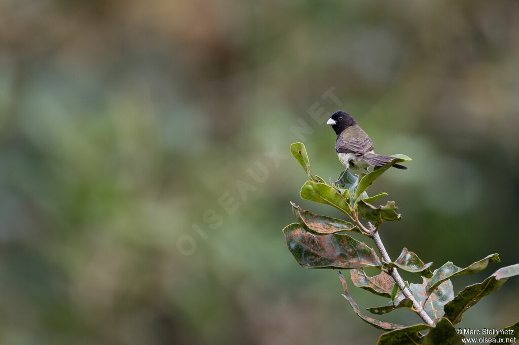 Yellow-bellied Seedeater male