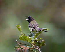 Yellow-bellied Seedeater