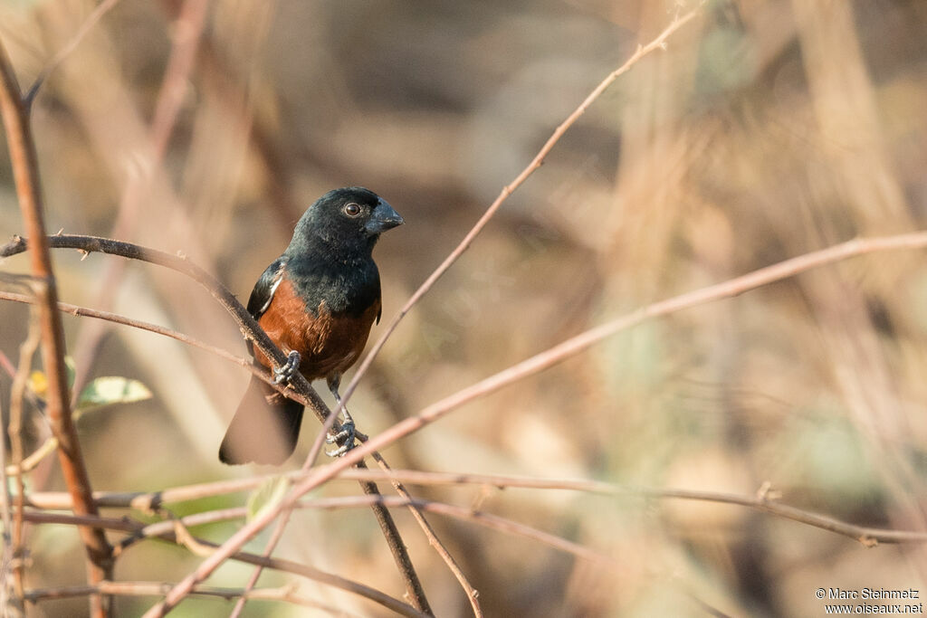 Chestnut-bellied Seed Finch male