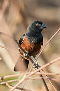 Chestnut-bellied Seed Finch