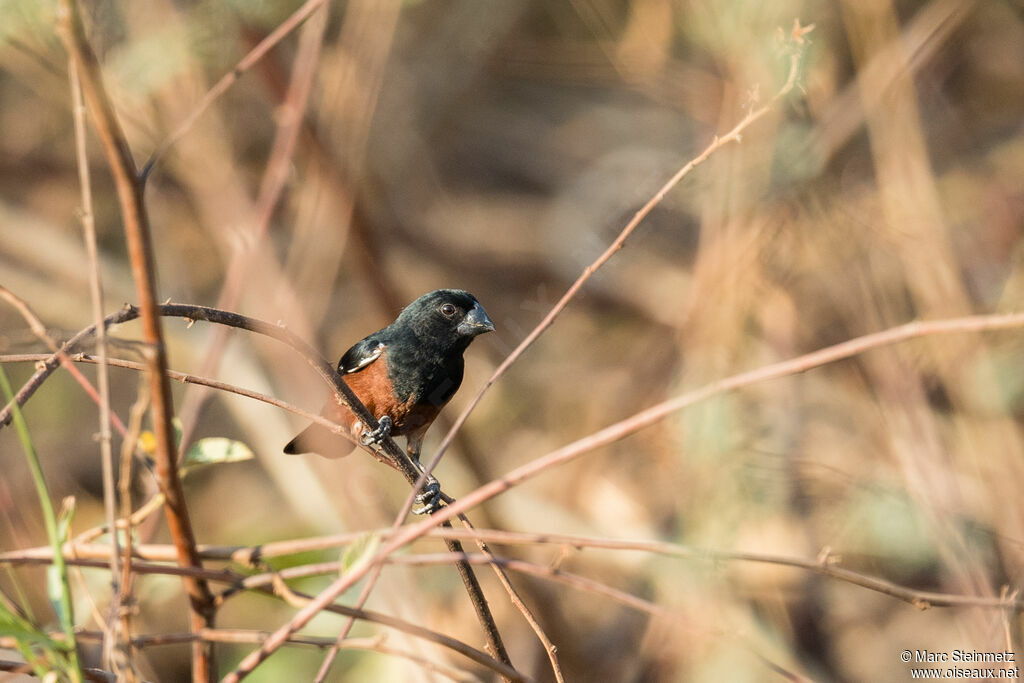 Chestnut-bellied Seed Finch male