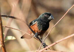 Chestnut-bellied Seed Finch