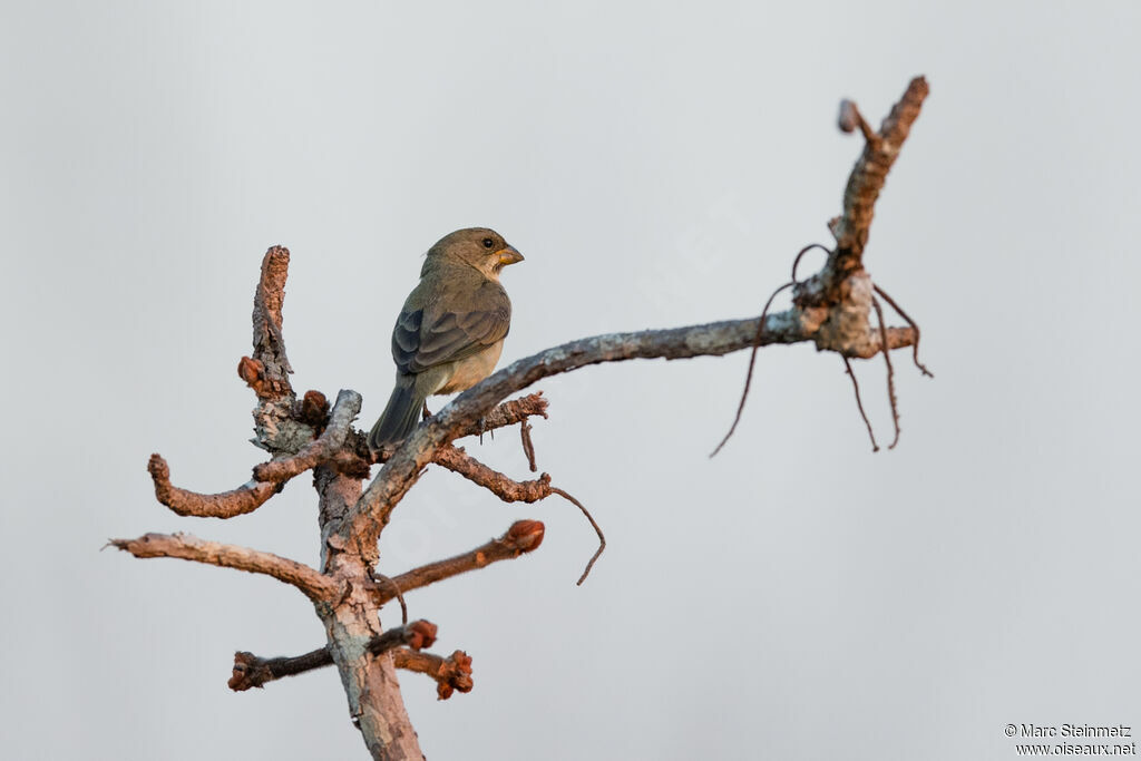 Plumbeous Seedeater