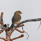 Sporophile gris-de-plomb