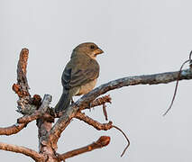 Plumbeous Seedeater