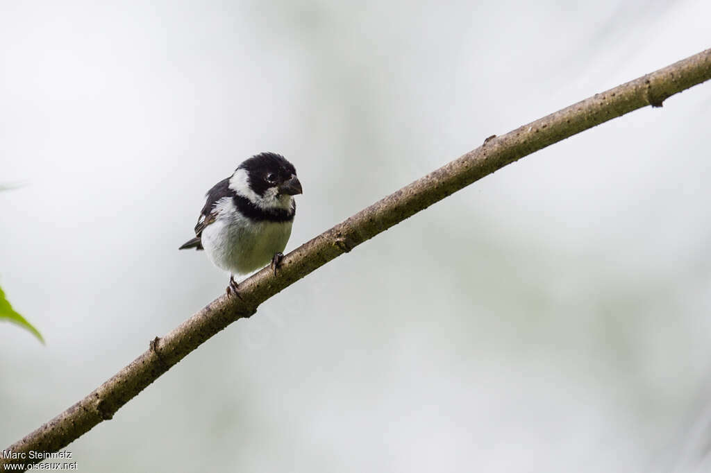 Variable Seedeater male adult, pigmentation