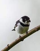 Variable Seedeater