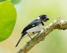 Variable Seedeater