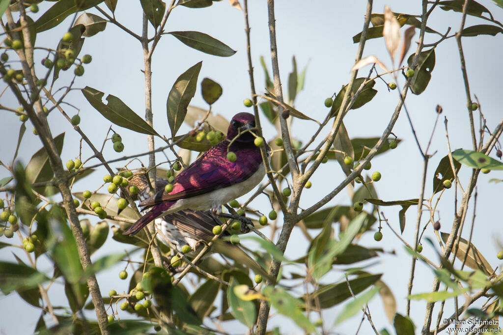 Violet-backed Starling