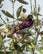 Violet-backed Starling