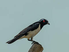 Magpie Starling