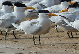 West African Crested Tern