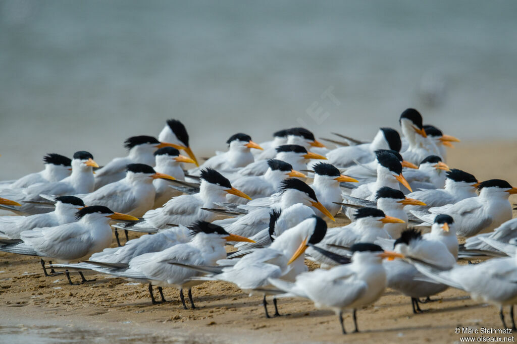 West African Crested Tern