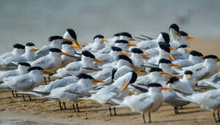 West African Crested Tern